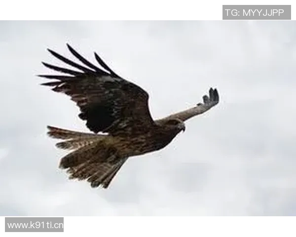 《雄鹰翱翔天际探秘：揭秘老鹰的生存智慧与飞行技巧》